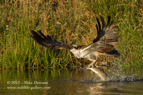 Take off. An Osprey emerges from the loch with a fish - #OS016