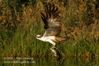 An Osprey flys away from the loch with a trout - #OS015