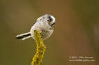 LTT, Long Tailed Tit - #GB017