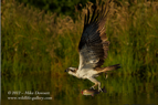 An Osprey flys away from the loch with a trout - #OS014