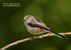 One of six Long Tailed Tits that feed together - #GB057