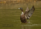 Mallard drying its wings - #WB052