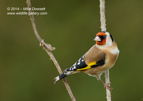 Goldfinch in full colour - #GB075