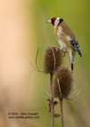 A different look at the Goldfinch on a teasle - #GB074