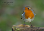 A nice sharp image of the Robin - #GB073