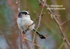 Long Tailed Tit (LTT) - #GB113
