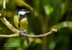 Nice Great Tit pose - #GB065