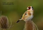Goldfinch on a teasel - #GB085