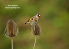 Goldfinch on a teasel - #GB112