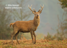 Red Deer Stag brow of the hill  - #DR070