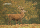 Red Deer Stag, woodland setting - #DR071