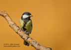 Great tit with a bright BG - #GB066