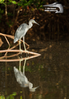 Gray Heron reflection - #WB068