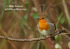UK Robin - #GB111