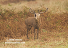 Red Deer Stag roaring - #DR072