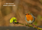 UK Robin - #GB110