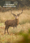 Angry Red Deer Stag - #DR069
