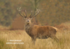 Red Deer Stag, October Rut - #DR068