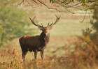 Red Deer Stag, woodland setting - #DR067