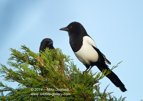 Pair of Magpies - #GB083