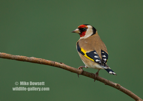 Goldfinch - #GB109