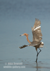 Reddish Egret dancing - #WB067