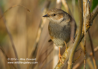 Dunnock in camo - #GB081