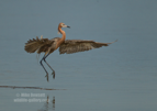 Reddish Egret landing - #WB066