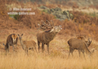Red Deer Stag bellowing for his hinds - #DR073
