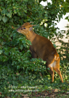 Montjac Deer eating ivy - #DR065