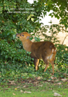 Montjac Deer - #DR064