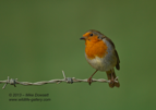 Robin on the end of the wire - #GB064