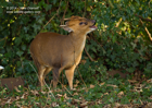 Montjac Deer love ivy berries - #DR066