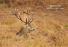 Hard work, sleepy Red Deer Stag - #DR076