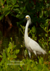 Snowy Egret - #WB065
