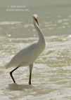 Snowy Egret on the Gulf Coast - #WB064