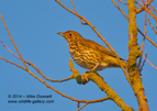 Song Thrush - #GB084