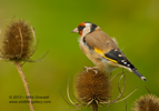 Goldfinch on a teasel in the wind - #GB063