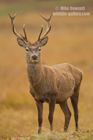 Red Deer Stag Portrait - #DR074