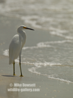 Snowy Egret looking for fish - #WB076