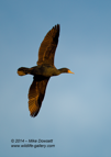 Cormorant in flight - #WB062
