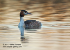 Moody Great Crested Grebe - #WB061