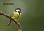Great Tit - #GB091