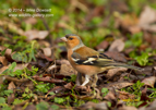 Camo Specialist Chaffinch - #GB090