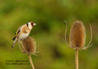 Goldfinch on a teasel - #GB089