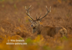 Silent Stalking of the Red Deer Stag  - #DR075