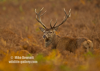 A big male Reed Deer, standing in the bracken.  Excellent camo !