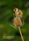 Goldfinch on a teasel - #GB062