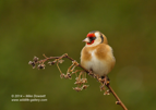 Goldfinch Sitting Pretty - #GB088