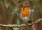 Big Mouth Robin - #GB087